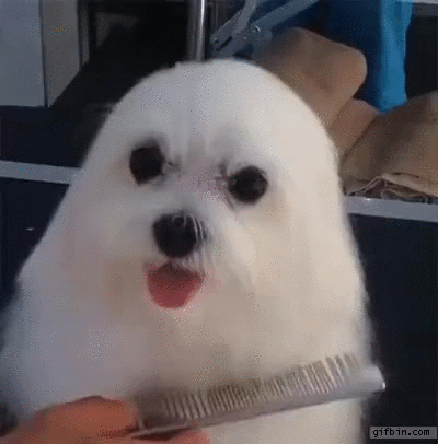 cute aww grooming