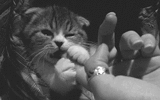kitten chewing
