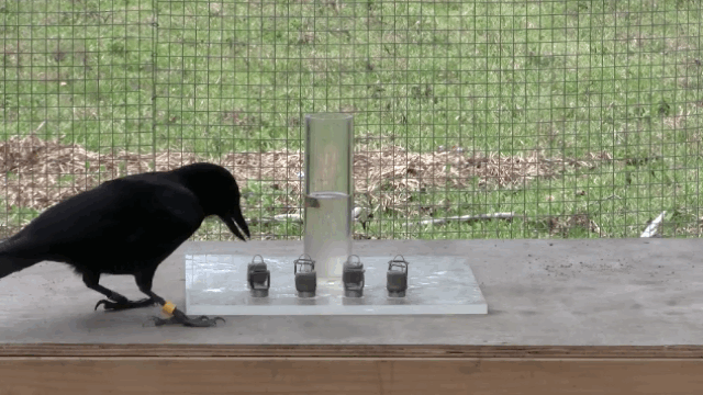 crow intelligent