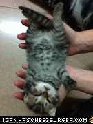 cat cute kitten