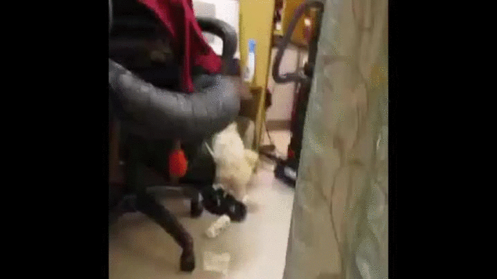 puppy paper