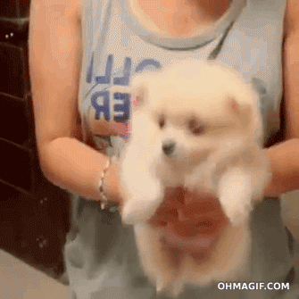 Cute Dog GIF – HumorPoint