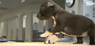 dog puppy roll over