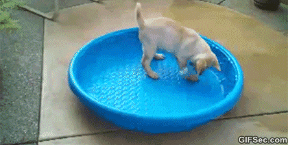 funny puppy