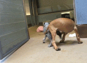 puppy play cheetah cub