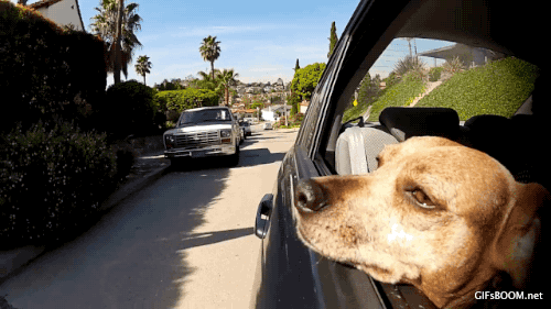 dog car dogs in cars