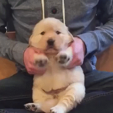 puppy playing drums