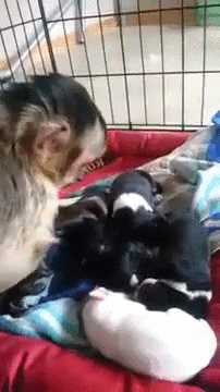 puppy mama litter