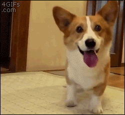 corgi dancing