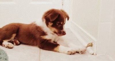 day puppies doorstops