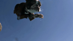 huffingtonpost dog slow motion