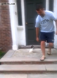 puppy stairs jumps