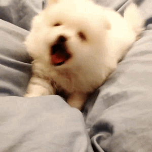 dog puppy godfrey gao