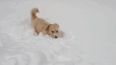 puppy puppies gif