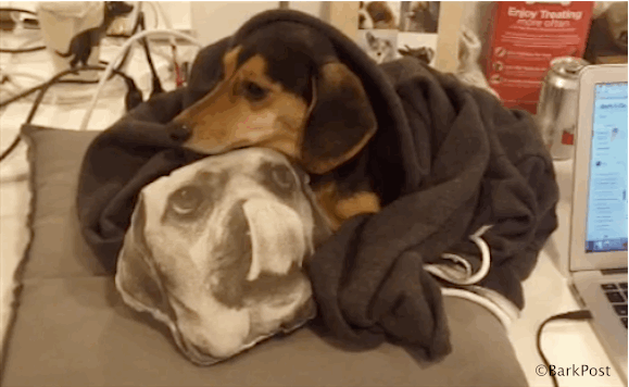 barkpost puppy snuggles doxie