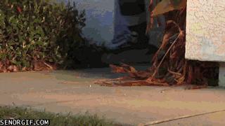 cheezburger video games babe