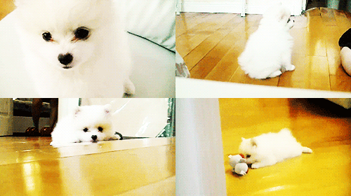 puppy bubzbeauty chubbi