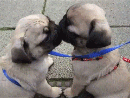 puppies frenching