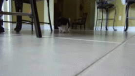 adorable puppy lunapic