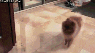 cheezburger fail dog