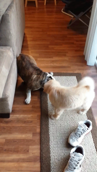puppy golden bulldog