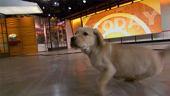 puppy wrangler today