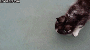 cheezburger cute puppy