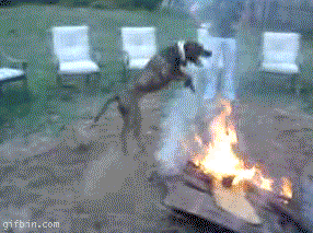 dog loop fire