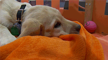 puppy wrangler today