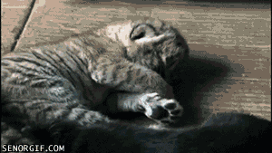 cheezburger dog tiger