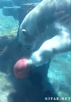 nba bear underwater
