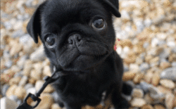dog puppy pug