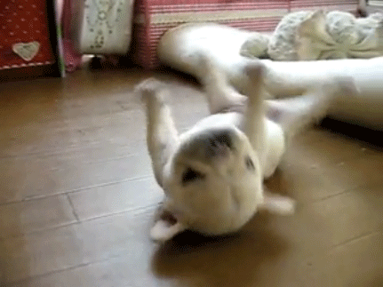 puppy fail