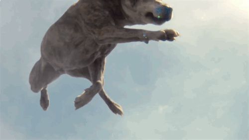 kchampgifworld dog ikea