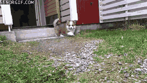 cheezburger cute dog