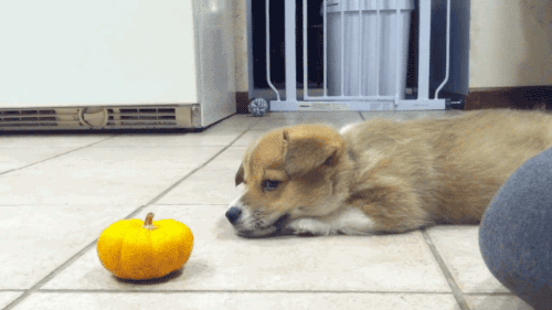 puppy pumpkin