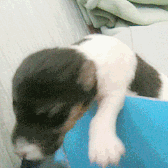 puppy falling