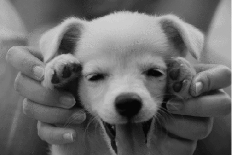 adorable so cute puppy