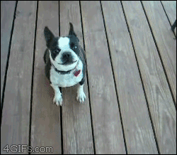 puppy puppies gif