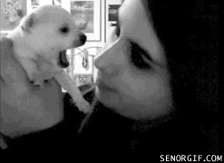 cheezburger cute dog