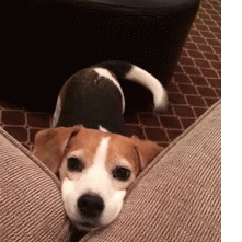 sweet puppy beagles