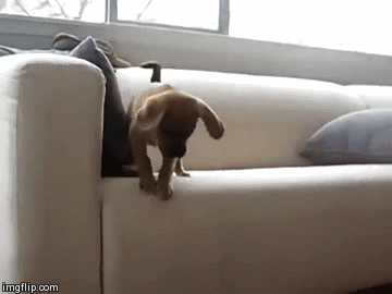 puppy fail