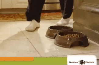 puppy get wheredidthesodago