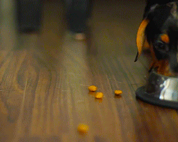 dachshund puppy okay