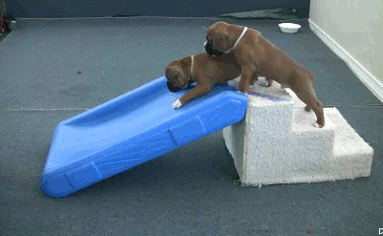 puppy fail