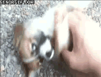 cheezburger cute dog