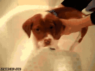 cheezburger cute dog