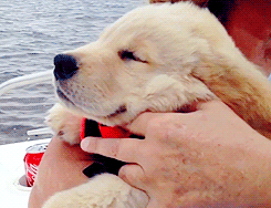 puppy golden retriever
