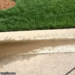 dogs puppies puppy gif