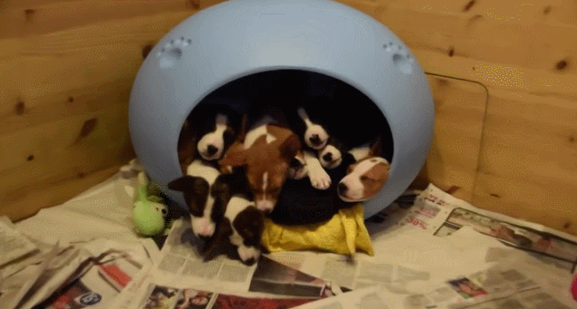 puppy explosion